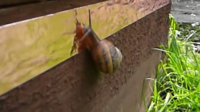 Tired of Snails Eating Your Flowers? Meet the Repellent They ll Hate! 