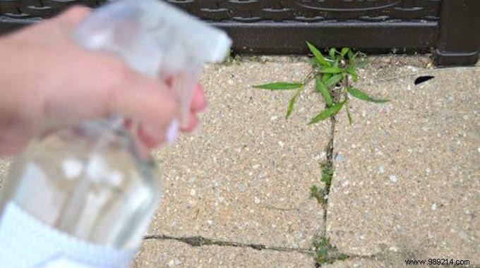 The 2-Minute Homemade Weed Killer That Weeds HATE! 