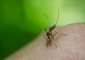 5 REALLY Effective Natural Mosquito Repellent Remedies. 