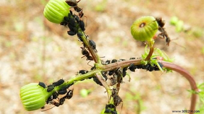 A Natural Ant Repellent:Coffee grounds. 