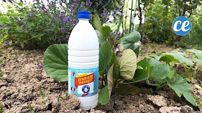 10 Amazing Uses of White Vinegar IN THE GARDEN. 