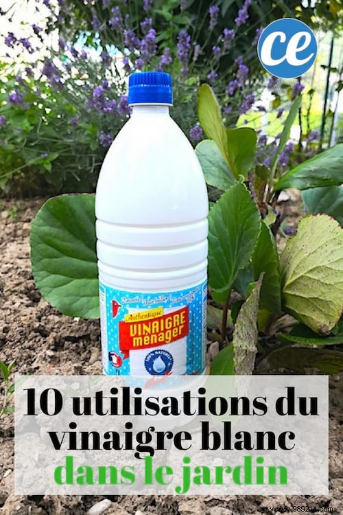 10 Amazing Uses of White Vinegar IN THE GARDEN. 