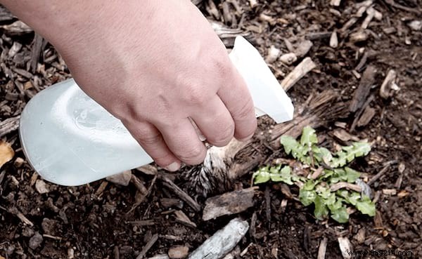 10 Amazing Uses of White Vinegar IN THE GARDEN. 