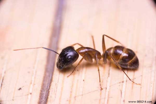 10 Amazing Uses of White Vinegar IN THE GARDEN. 