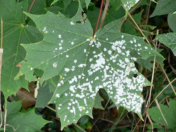 10 Amazing Uses of White Vinegar IN THE GARDEN. 