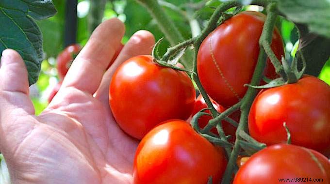 Here s THE RIGHT WAY to Plant Tomatoes (And Have Plants 2 Meters Tall). 