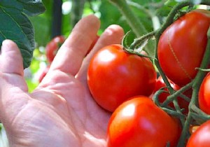 Here s THE RIGHT WAY to Plant Tomatoes (And Have Plants 2 Meters Tall). 