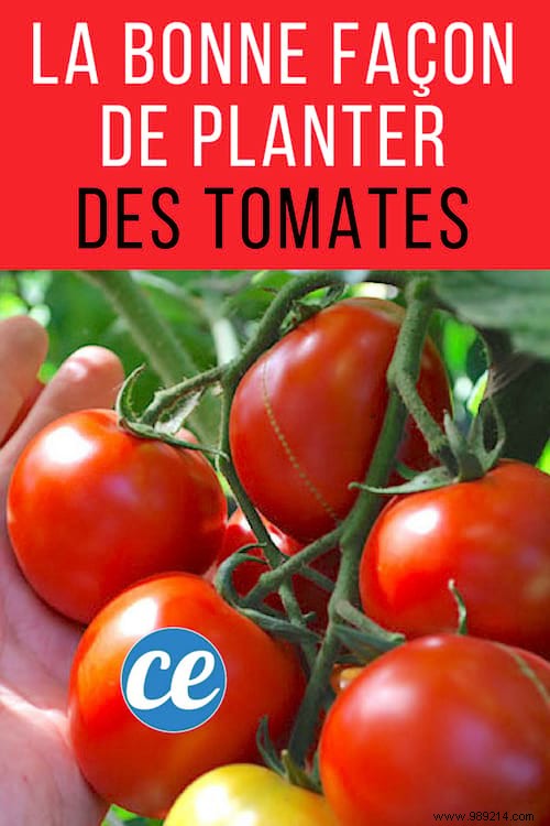 Here s THE RIGHT WAY to Plant Tomatoes (And Have Plants 2 Meters Tall). 