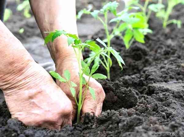 Here s THE RIGHT WAY to Plant Tomatoes (And Have Plants 2 Meters Tall). 