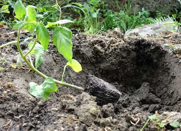 Here s THE RIGHT WAY to Plant Tomatoes (And Have Plants 2 Meters Tall). 