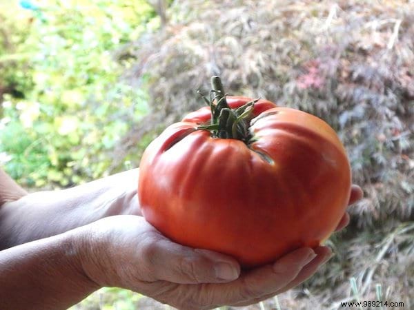 Here s THE RIGHT WAY to Plant Tomatoes (And Have Plants 2 Meters Tall). 