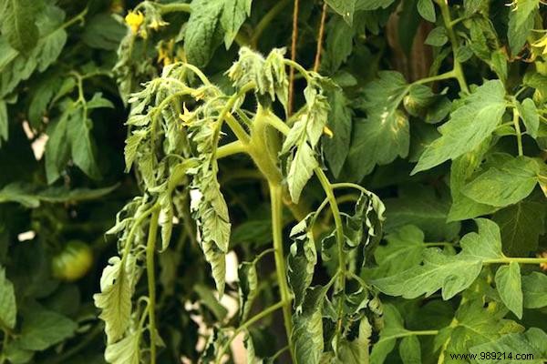 Here s THE RIGHT WAY to Plant Tomatoes (And Have Plants 2 Meters Tall). 