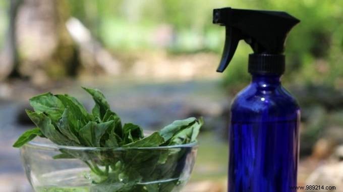 The Basil Repellent Recipe All Insects HATE. 