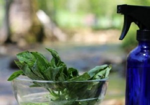 The Basil Repellent Recipe All Insects HATE. 