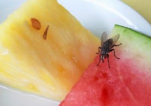 Tired of Flies During Meals? Here s the Tip to Get Rid of It. 