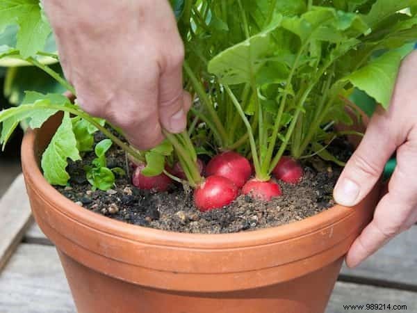 The 20 Easiest Potted Vegetables to Grow. 