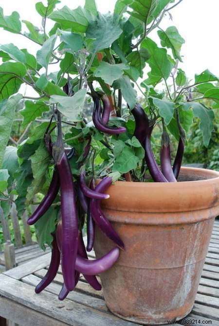 The 20 Easiest Potted Vegetables to Grow. 