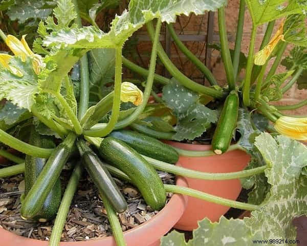 The 20 Easiest Potted Vegetables to Grow. 