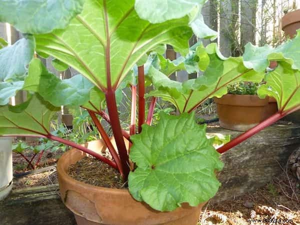 The 20 Easiest Potted Vegetables to Grow. 