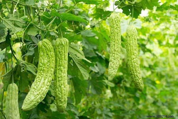 The 20 Easiest Potted Vegetables to Grow. 