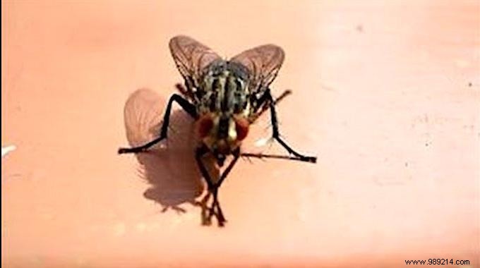 The Trick To Stop Having Flies Hovering Around The Trash Can. 