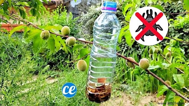 How To Make A Fruit Tree Bug Trap (Easy &Effective). 