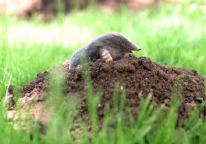 How to Get Rid of Moles? My Gardener s Miracle Tip. 