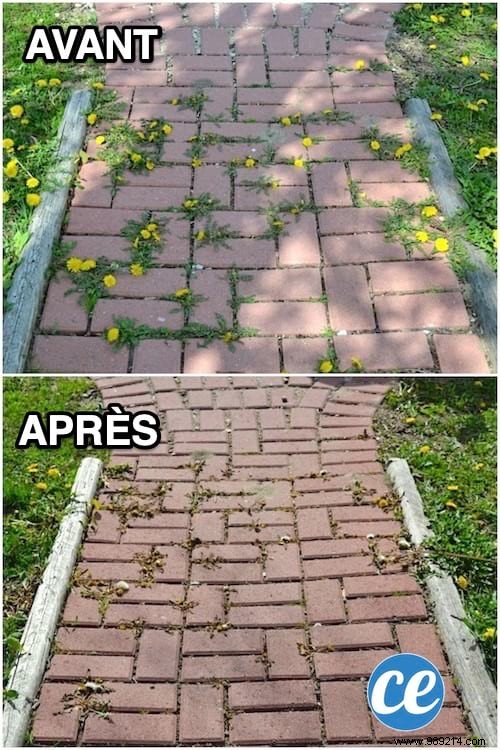 How to Eliminate Weeds Between Slabs EFFORTLESSLY. 