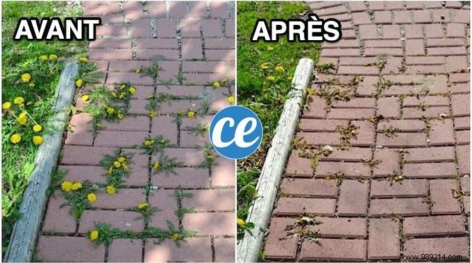 How to Eliminate Weeds Between Slabs EFFORTLESSLY. 