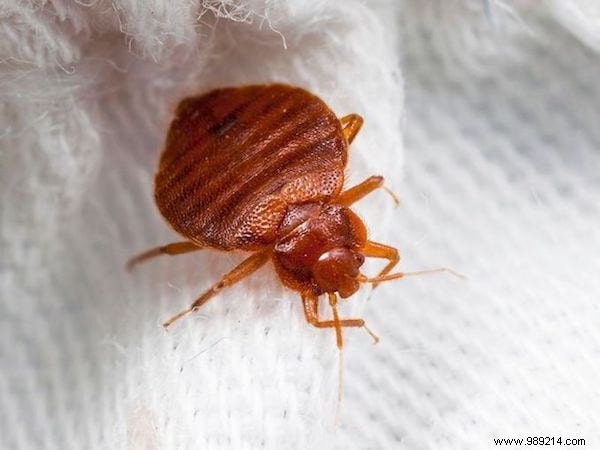 9 Effective Tips To Get Rid Of Bed Bugs (Without Toxic Products). 