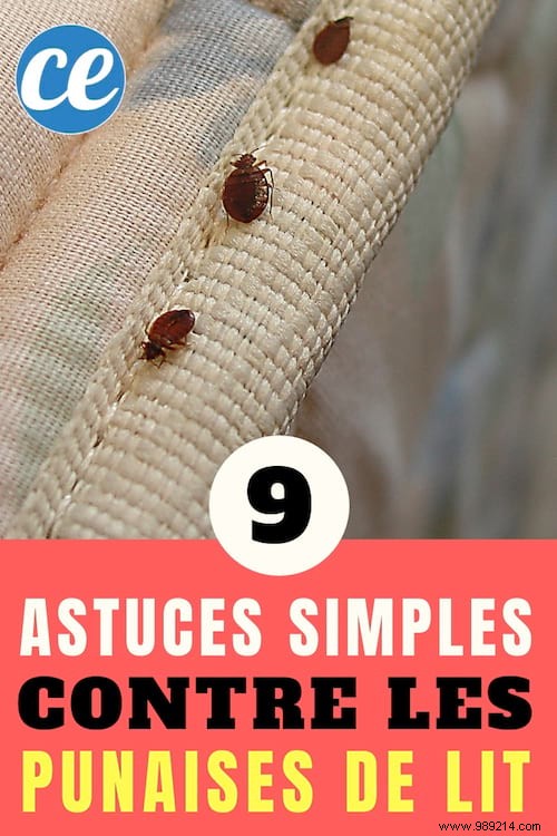 9 Effective Tips To Get Rid Of Bed Bugs (Without Toxic Products). 