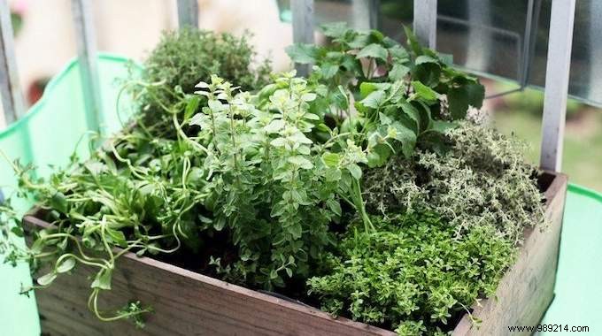 13 mistakes to avoid when growing herbs at home. 