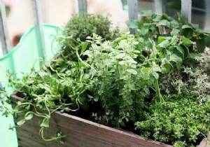 13 mistakes to avoid when growing herbs at home. 