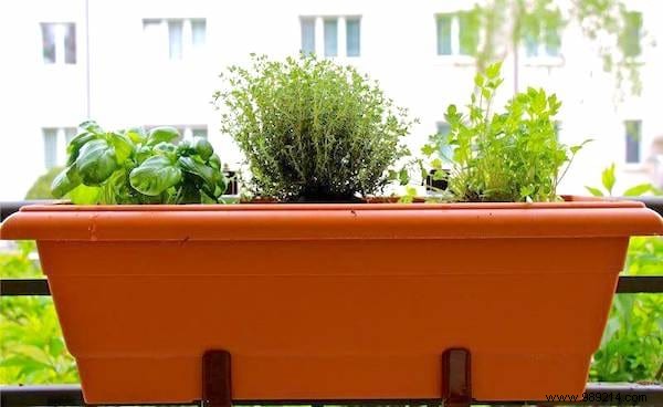 13 mistakes to avoid when growing herbs at home. 