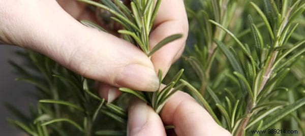 13 mistakes to avoid when growing herbs at home. 