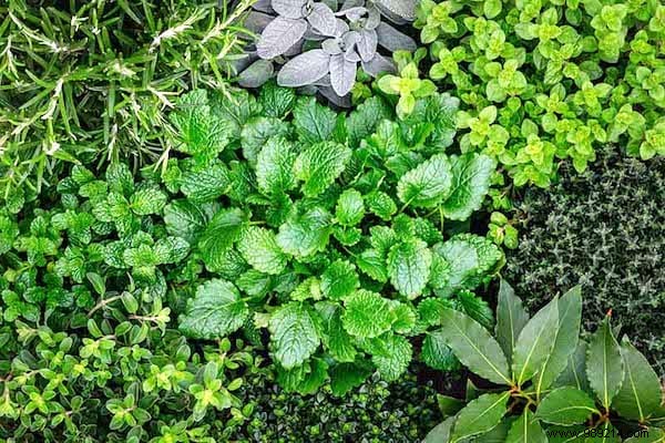 13 mistakes to avoid when growing herbs at home. 