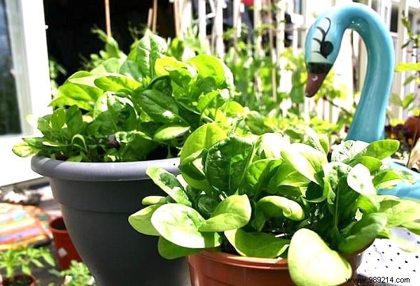 The 13 Easiest (and Fastest) Vegetables to GROW IN A POT. 