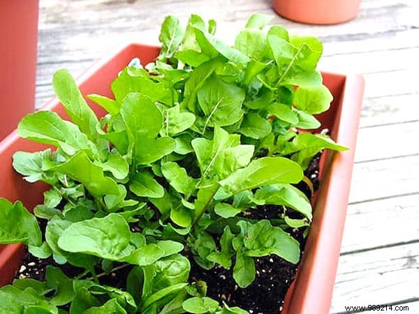 The 13 Easiest (and Fastest) Vegetables to GROW IN A POT. 