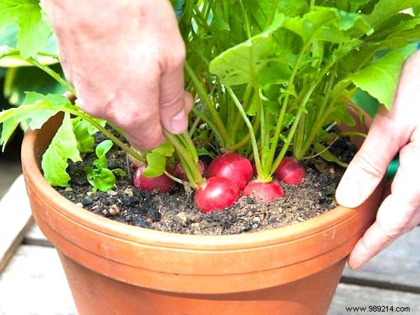 The 13 Easiest (and Fastest) Vegetables to GROW IN A POT. 