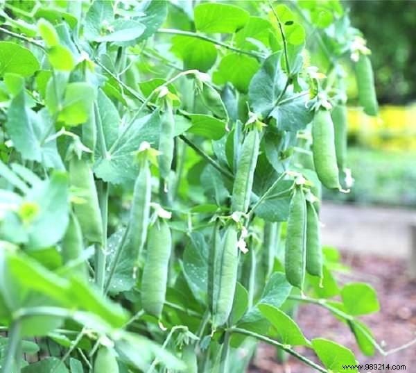 The 13 Easiest (and Fastest) Vegetables to GROW IN A POT. 