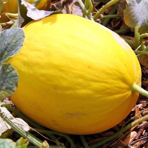 10 Tricks For Growing BEAUTIFUL MELONS. 