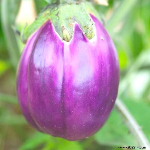 10 Market Gardening Tips To Grow Beautiful EGGPLANTS. 