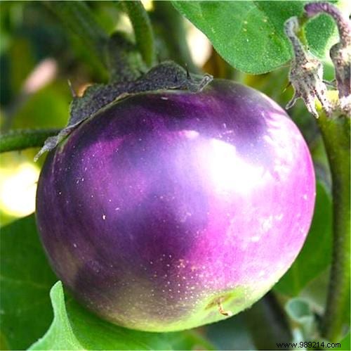 10 Market Gardening Tips To Grow Beautiful EGGPLANTS. 