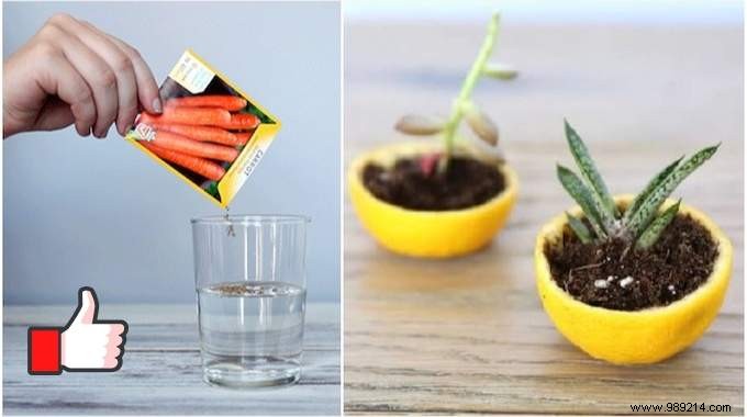 14 Genius Tricks To Simplify Your Home Gardening. 