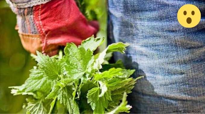 The 10 Uses of Nettle Everyone Should Know. 