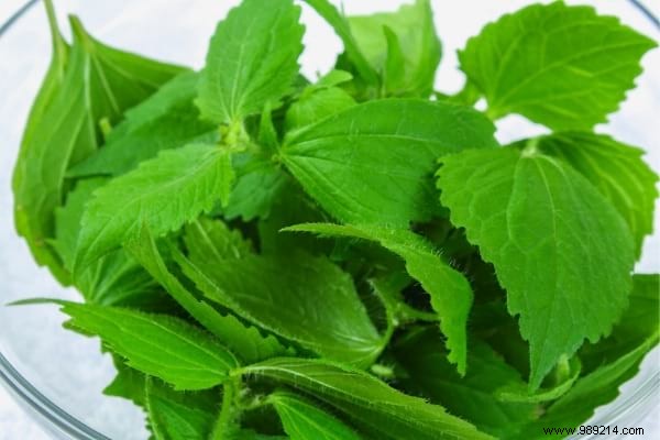 The 10 Uses of Nettle Everyone Should Know. 