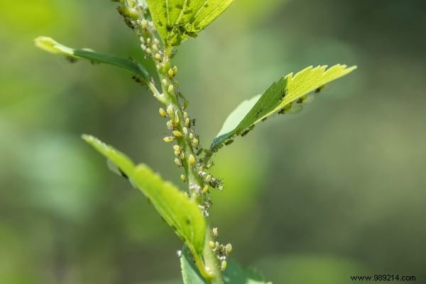 The 10 Uses of Nettle Everyone Should Know. 