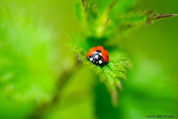 The 10 Uses of Nettle Everyone Should Know. 