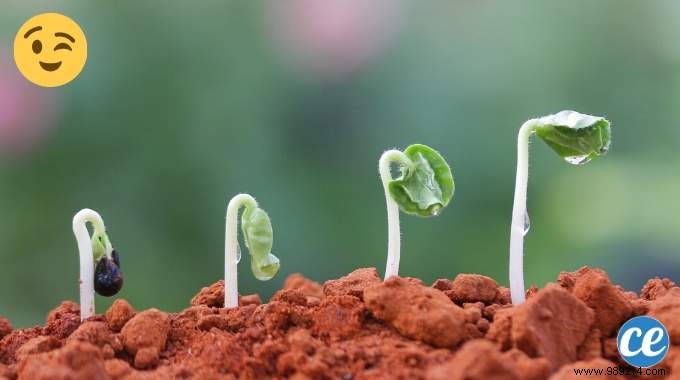 The Gardener s Trick To Make Seeds Germinate Much FASTER. 