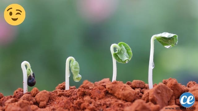 The Gardener s Trick To Make Seeds Germinate Much FASTER. 